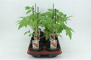 Bild von Tomaat. Ge?nte Vleestomaat